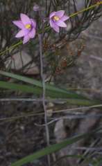 Thelymitra × irregularis