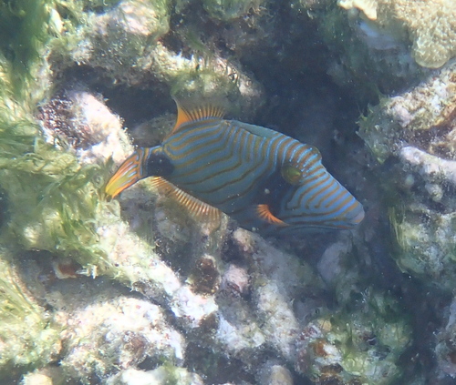Balistapus undulatus observed 2026-10-27