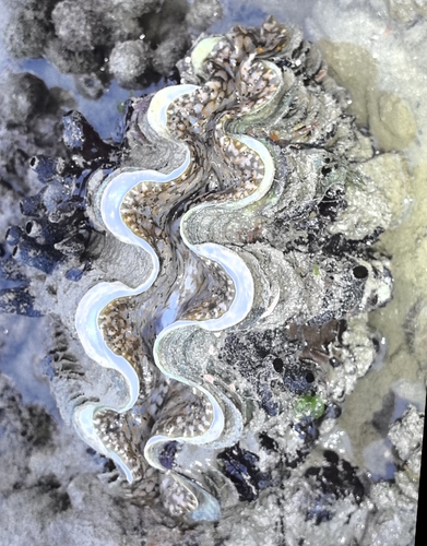 Tridacna observed 2026-10-28