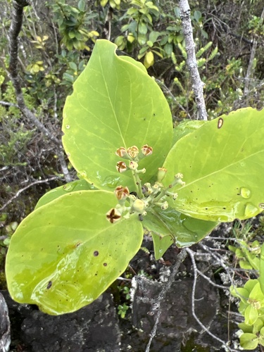 Santalum paniculatum observed 2026-10-28