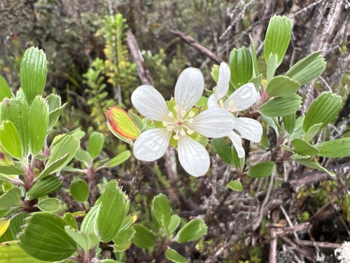 Geranium cuneatum observed 2026-10-28