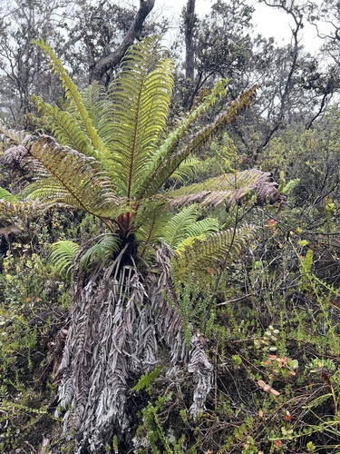 Sadleria pallida observed 2026-10-28