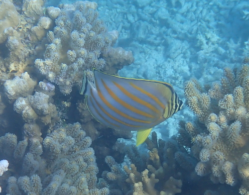 Chaetodon ornatissimus observed 2026-10-27