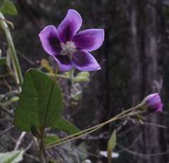 Howittia trilocularis