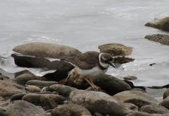 Charadrius placidus