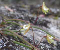 Dendrobium striolatum