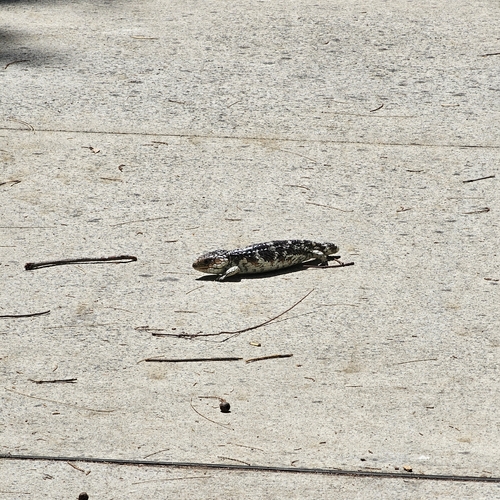 Tiliqua rugosa observed 2026-10-29