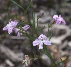 Coopernookia barbata