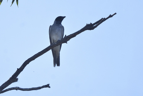 Coracina novaehollandiae observed 2026-10-29