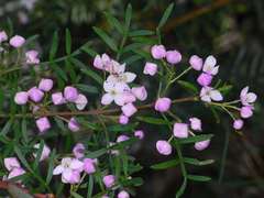 Boronia muelleri
