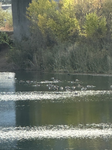 Branta observed 2026-10-28