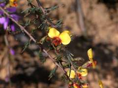 Dillwynia ramosissima