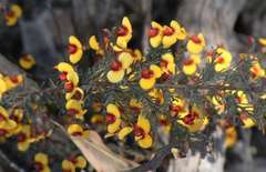 Dillwynia ramosissima