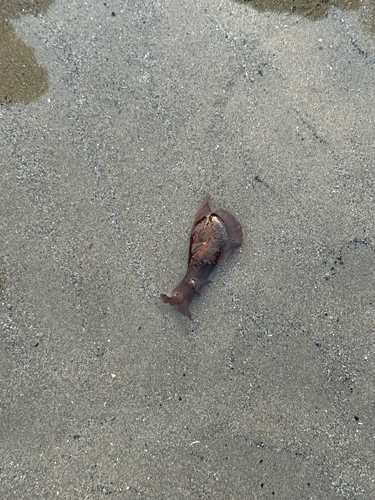 Aplysia californica, 2026-10-28
