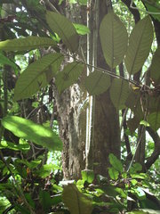 Emoia sanfordi