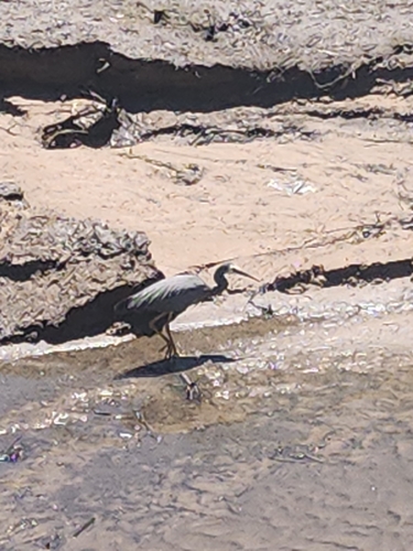 Egretta novaehollandiae observed 2026-10-29