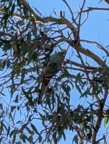 Pale-headed Rosella