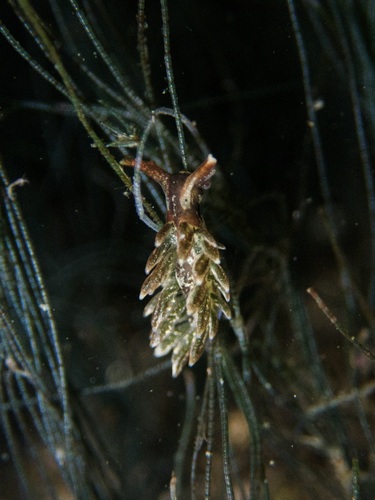 Enteromorpha observed 2026-10-28