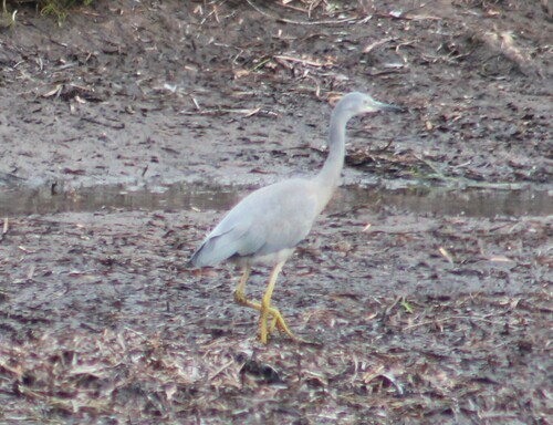 Egretta novaehollandiae observed 2026-10-29