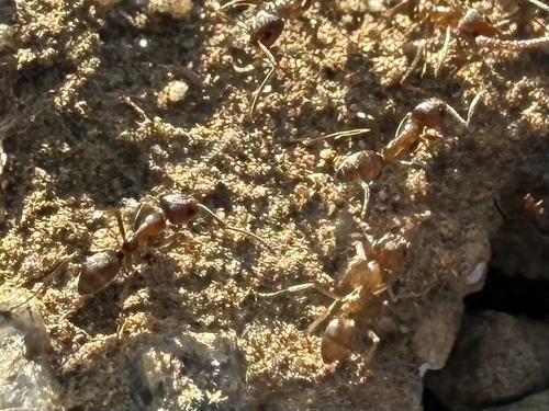 Linepithema humile observed 2026-10-27