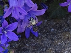 Andrena cineraria