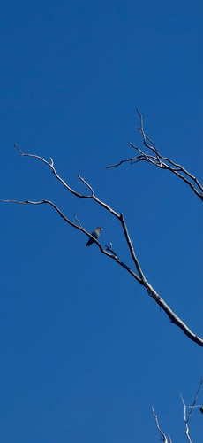 Eurystomus orientalis observed 2026-10-29