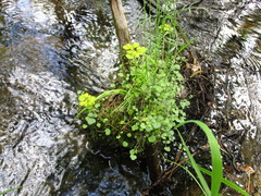 Chrysosplenium serreanum