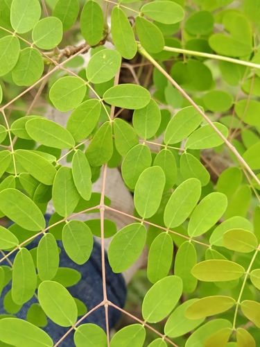 Caesalpinia observed 2026-10-28