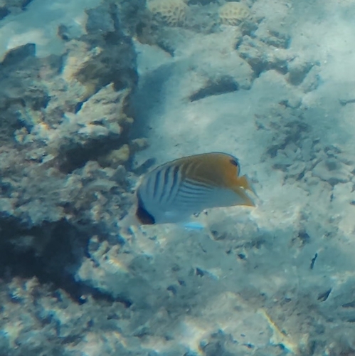 Chaetodon auriga observed 2026-10-28