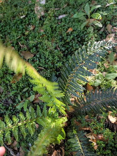 Polystichum proliferum observed 2026-10-22