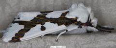 Euerythra phasma