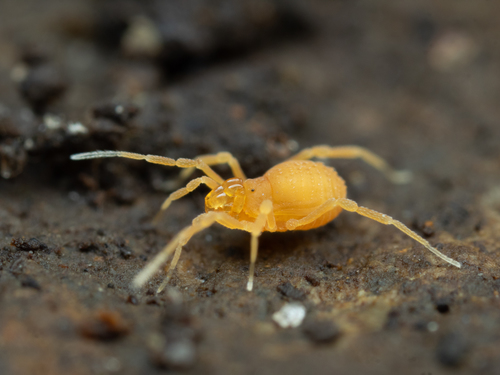 Superfamily Gonyleptoidea · iNaturalist