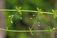 Galium leptogonium