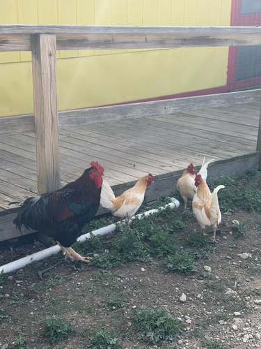 Gallus gallus observed 2026-10-28