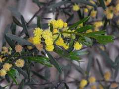 Acacia ausfeldii