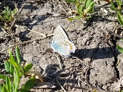 Polyommatus icarus