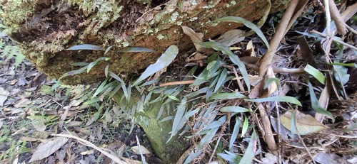 Phymatosorus observed 2026-10-29