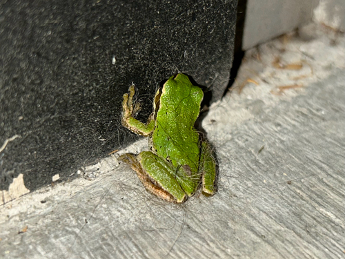 Pseudacris regilla observed 2026-10-28