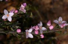 Cyanothamnus anemonifolius aurifodinus