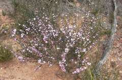 Cyanothamnus anemonifolius aurifodinus