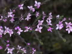 Cyanothamnus anemonifolius aurifodinus
