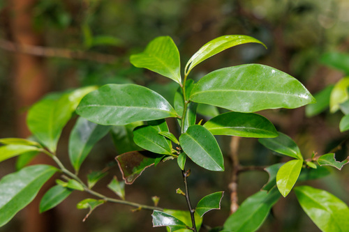Eupomatia laurina observed 2026-10-29