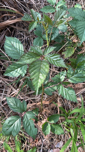 Rubus argutus observed 2026-10-07