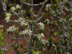 Pseudanthus ovalifolius