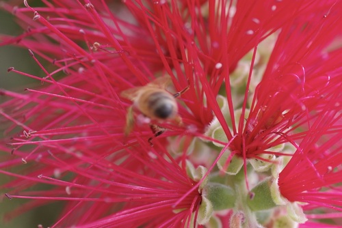 Apis mellifera photograph by the iNaturalist community