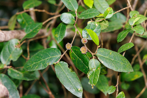 Ficus observed 2026-10-29