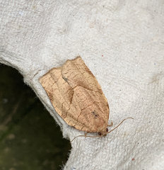 Choristoneura rosaceana