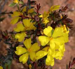 Hibbertia exutiacies