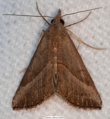 Hypena degesalis