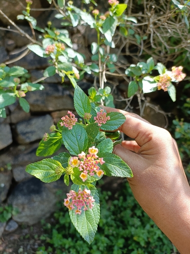 Lantana camara observed 2026-10-29
